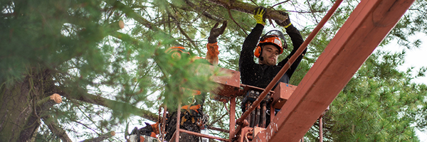 Tree trimming workers remove branches of a pine tree